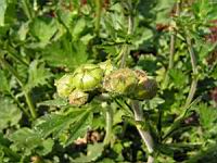 Geum urbanum var. Strictum (fam Rosacees) (Nouvelle-Zelande) (2) (Photo F. Mrugala)